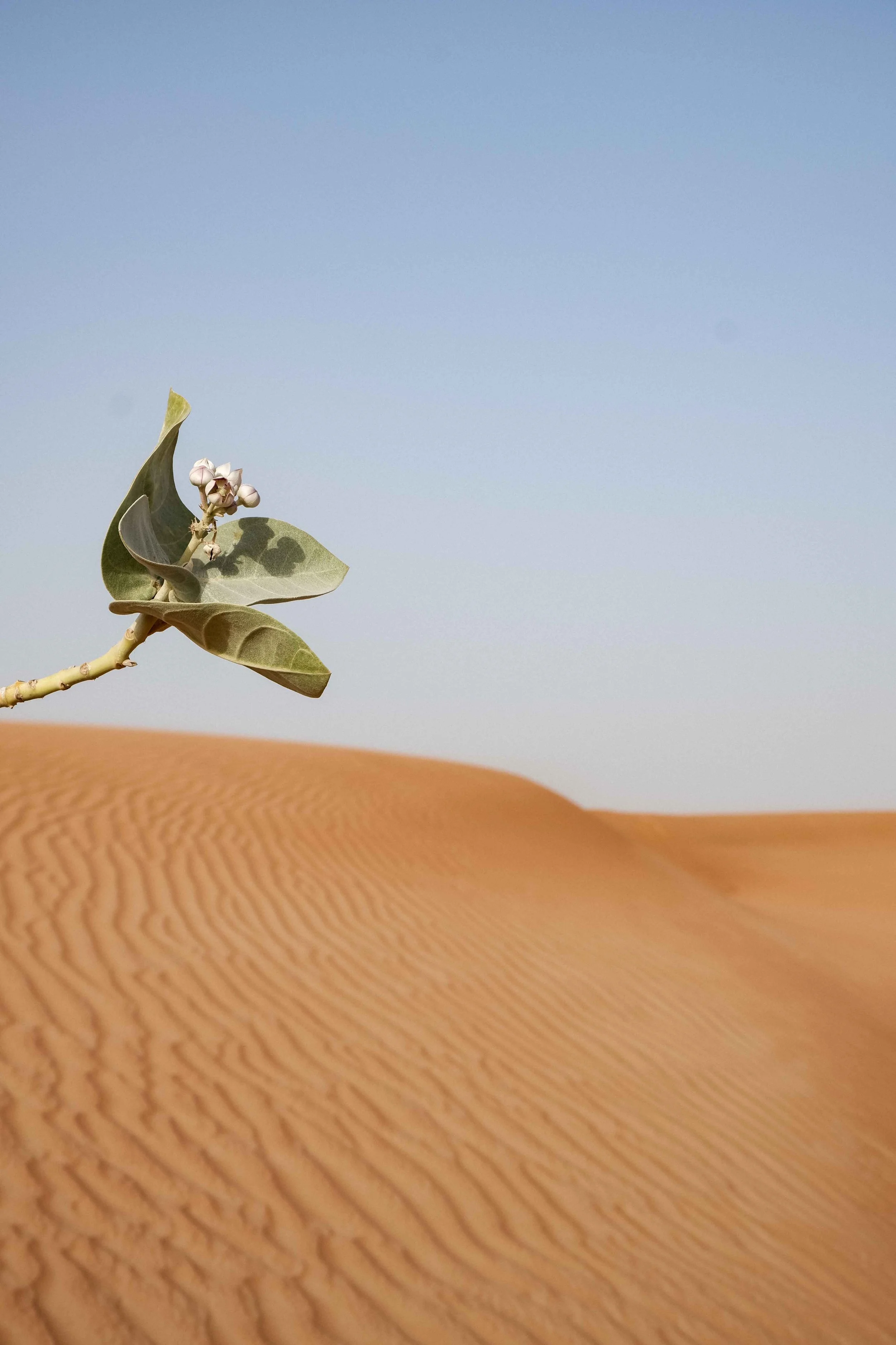 Desert Echoes Dubai desert 09-2022-54 web.jpg