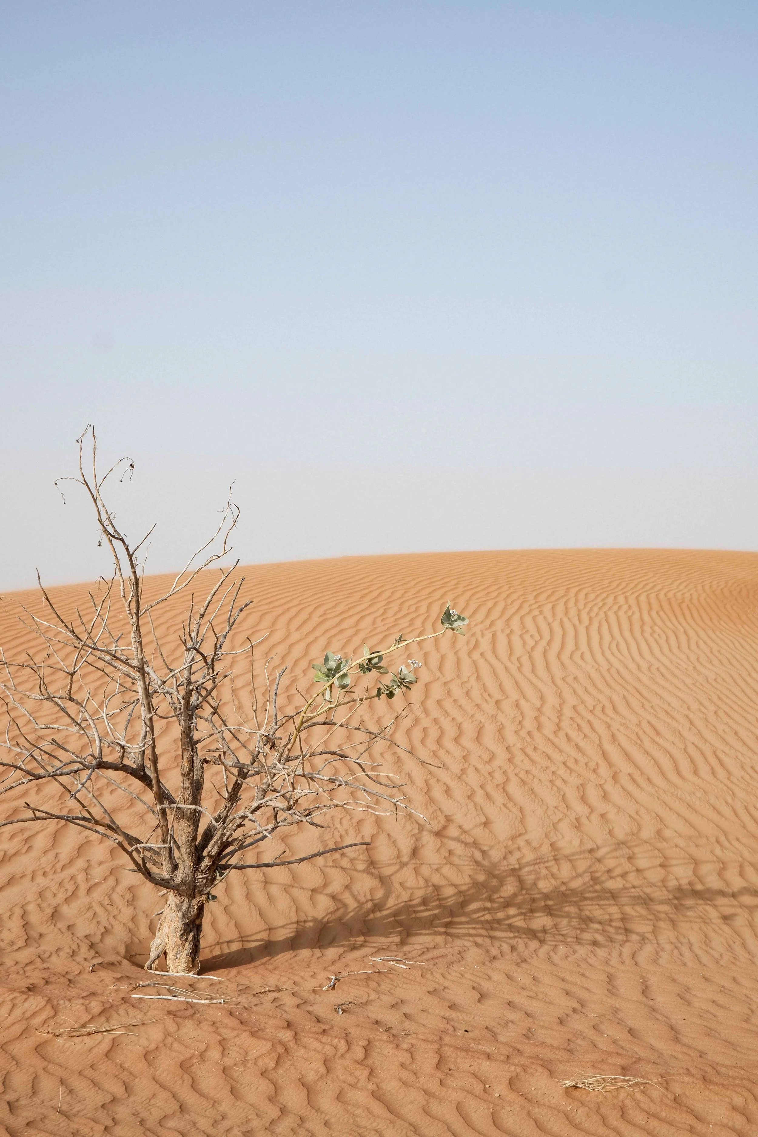 Desert Echoes Dubai desert 05-2022-50 web.jpg