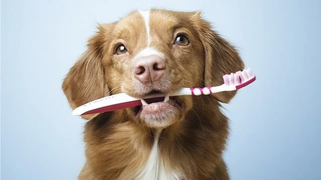 National pet  dental awareness month!