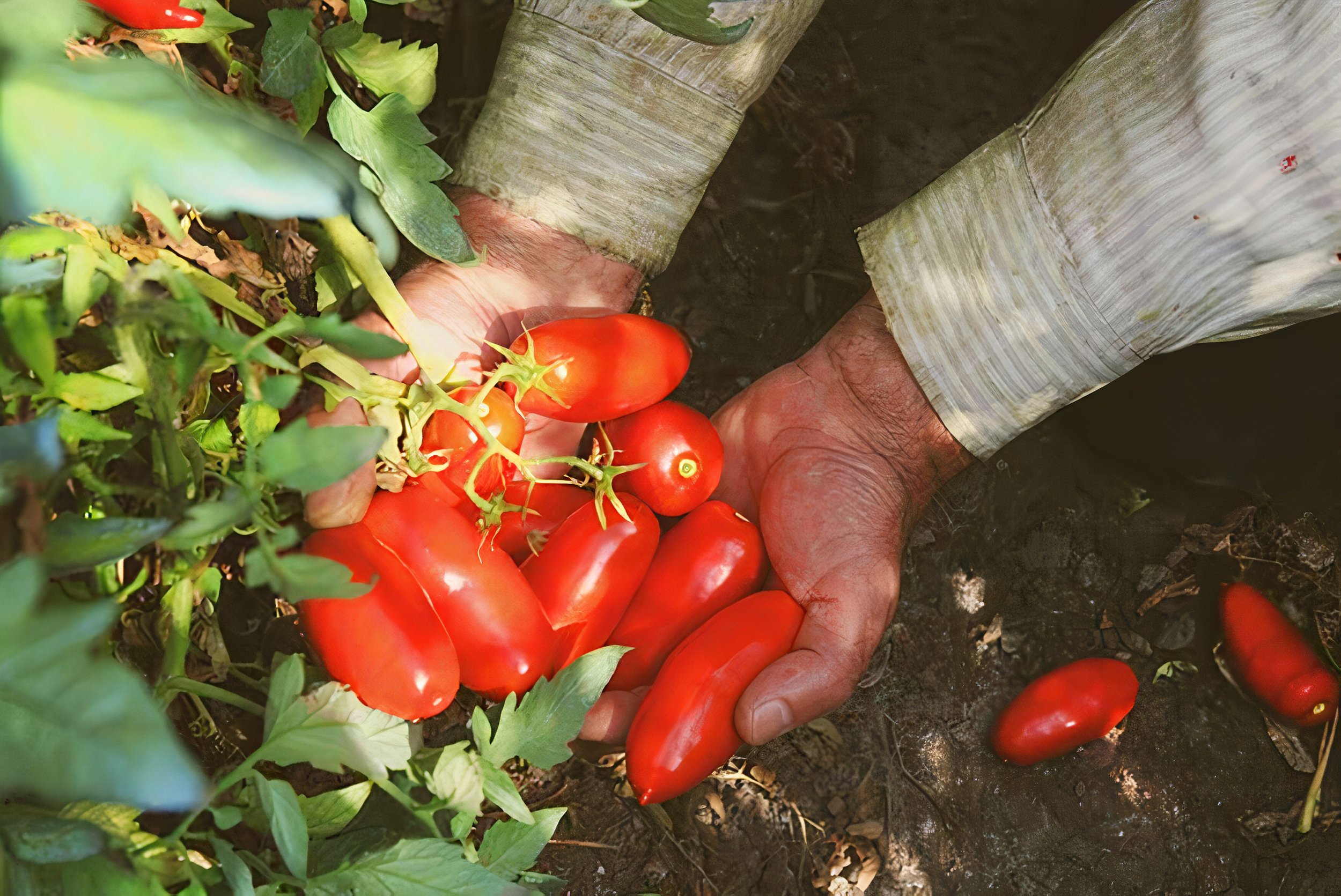 Two hands rummage through the soil between tomato plants, picking ripe, bright red tomatoes.