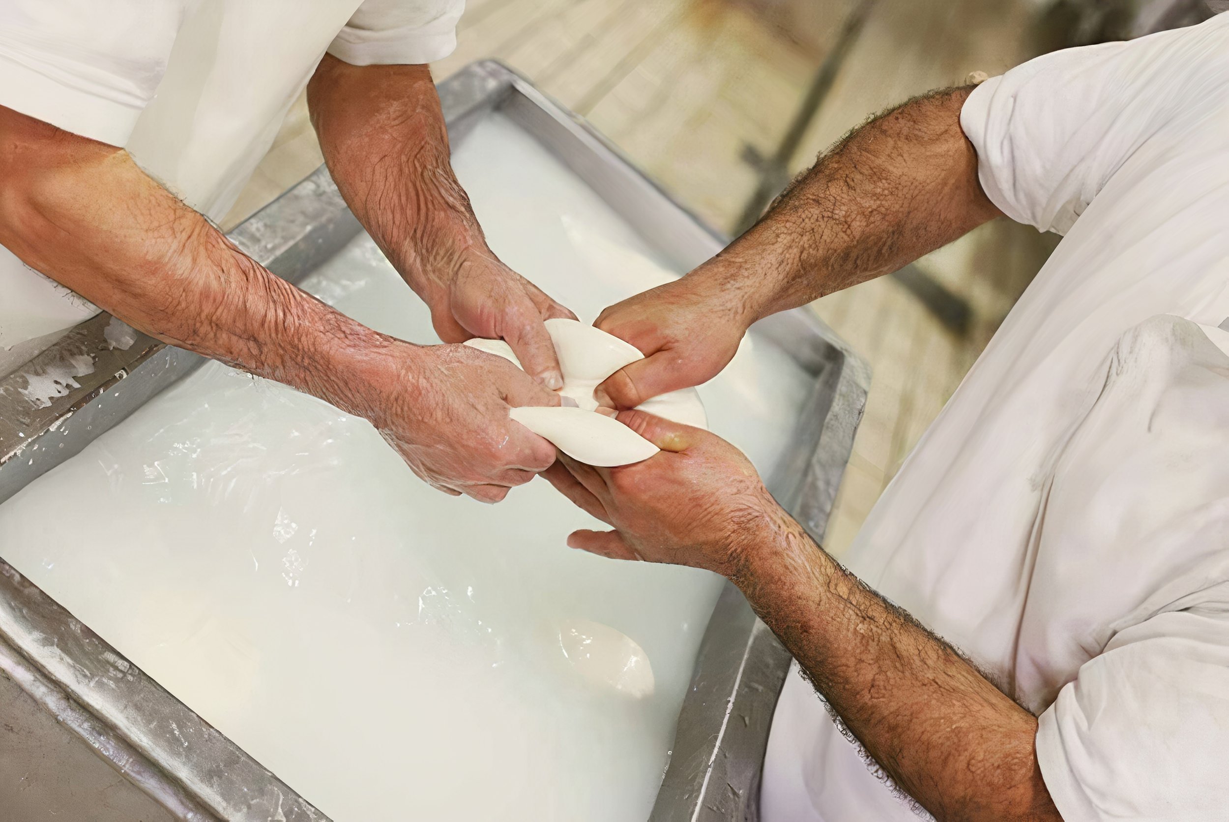 Two people make cheese from milk, working the cheese casing by hand.