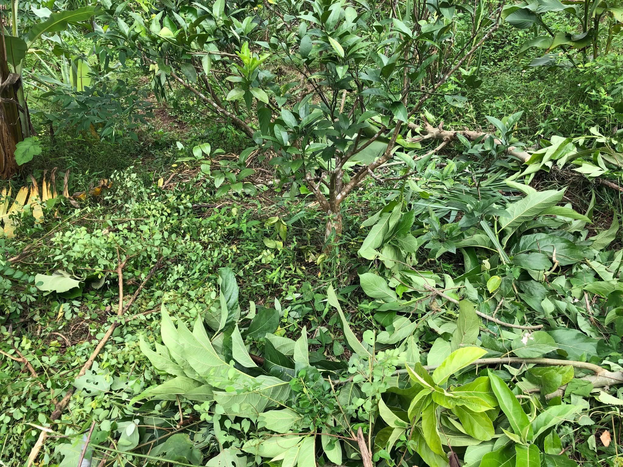How I Care for My Orchard After Harvest