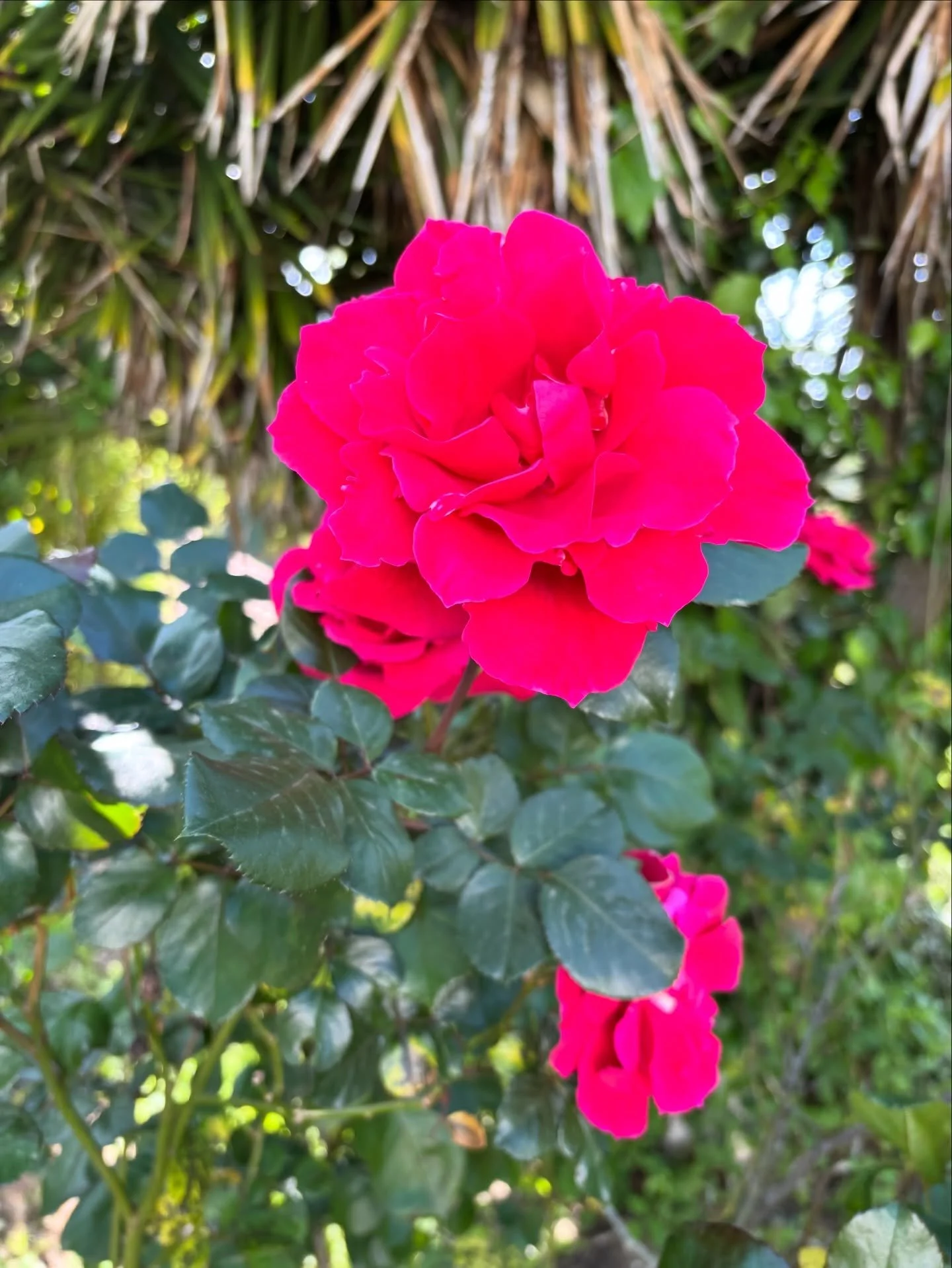 2025 - was f&uuml;r ein Jahr zu Ende geht. 

Ein wildes Jahr der Extreme. Intensit&auml;t in alle Richtungen. 
Ein Jahr voller Transformation, ein Jahr des Verbrennens, der H&auml;utung - und letztendlich des Wachsens mit all dem, was bleiben wollte.