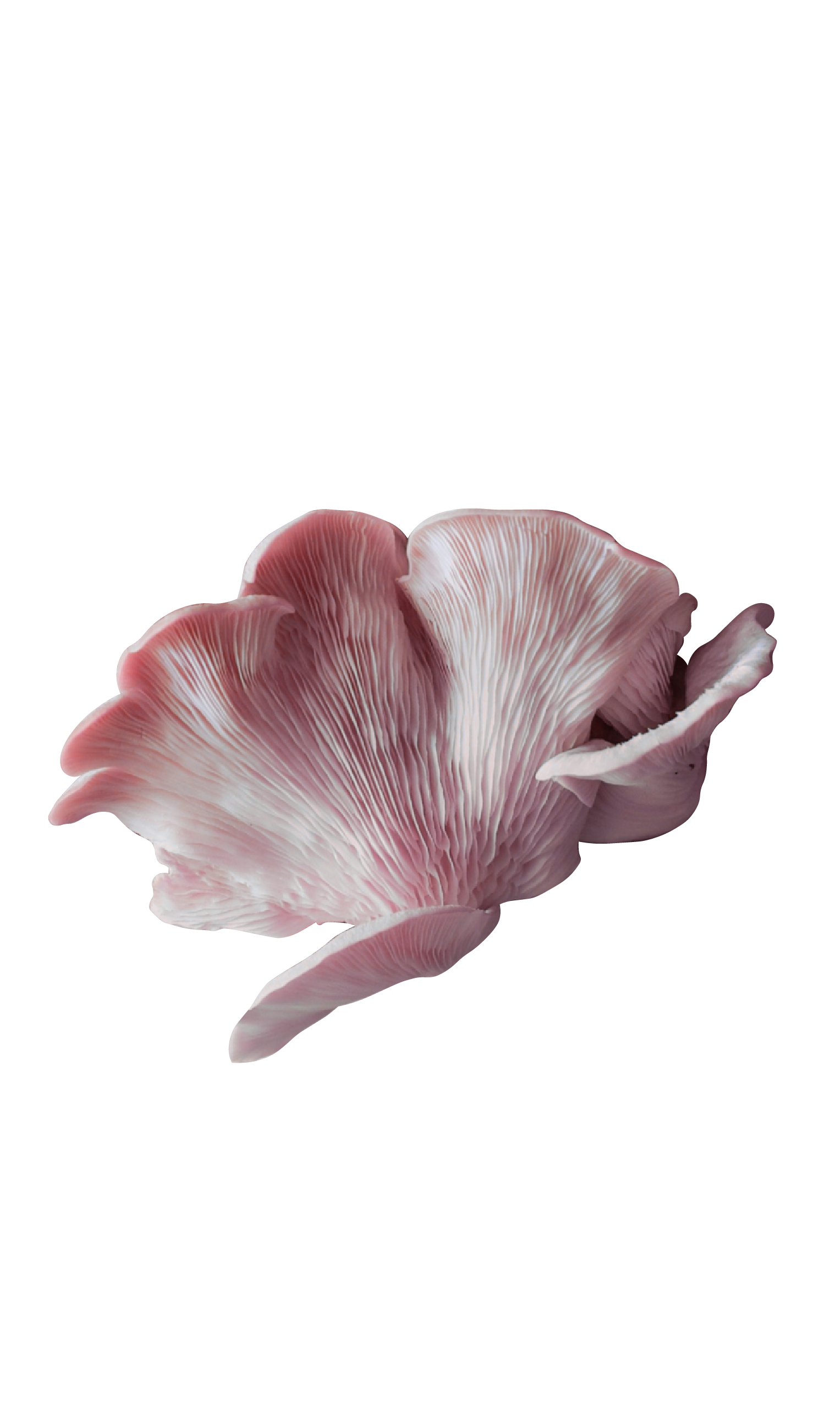 Nahaufnahme eines rosa Pilzes mit sichtbaren Lamellen an der Unterseite.