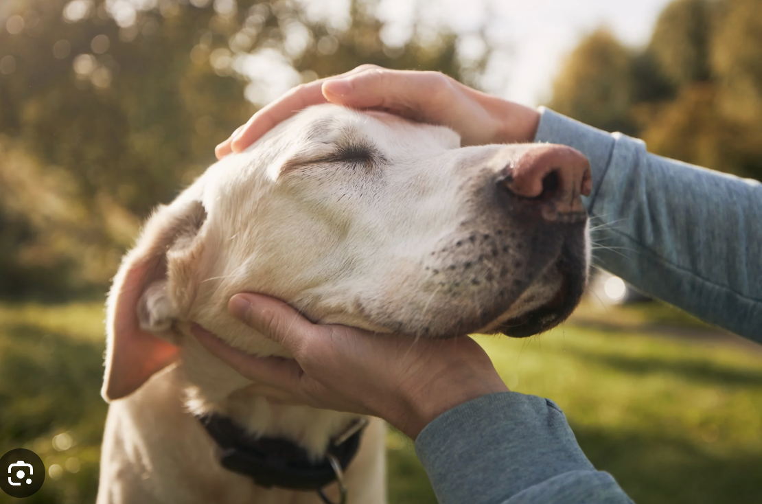 Person petting a happy yellow Labrador Retriever dog outdoors in a park during fall.