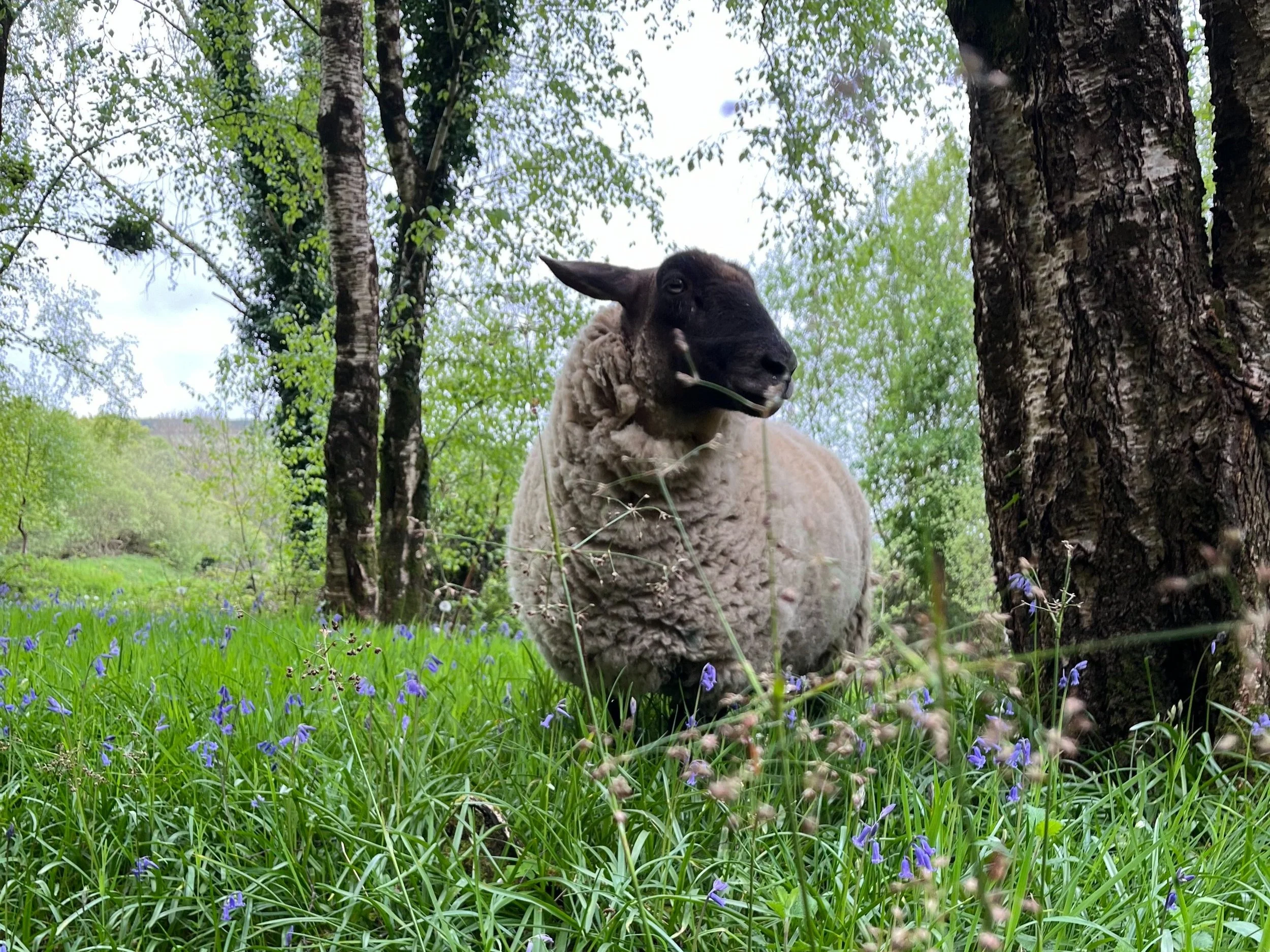 The First Lamb of the Season