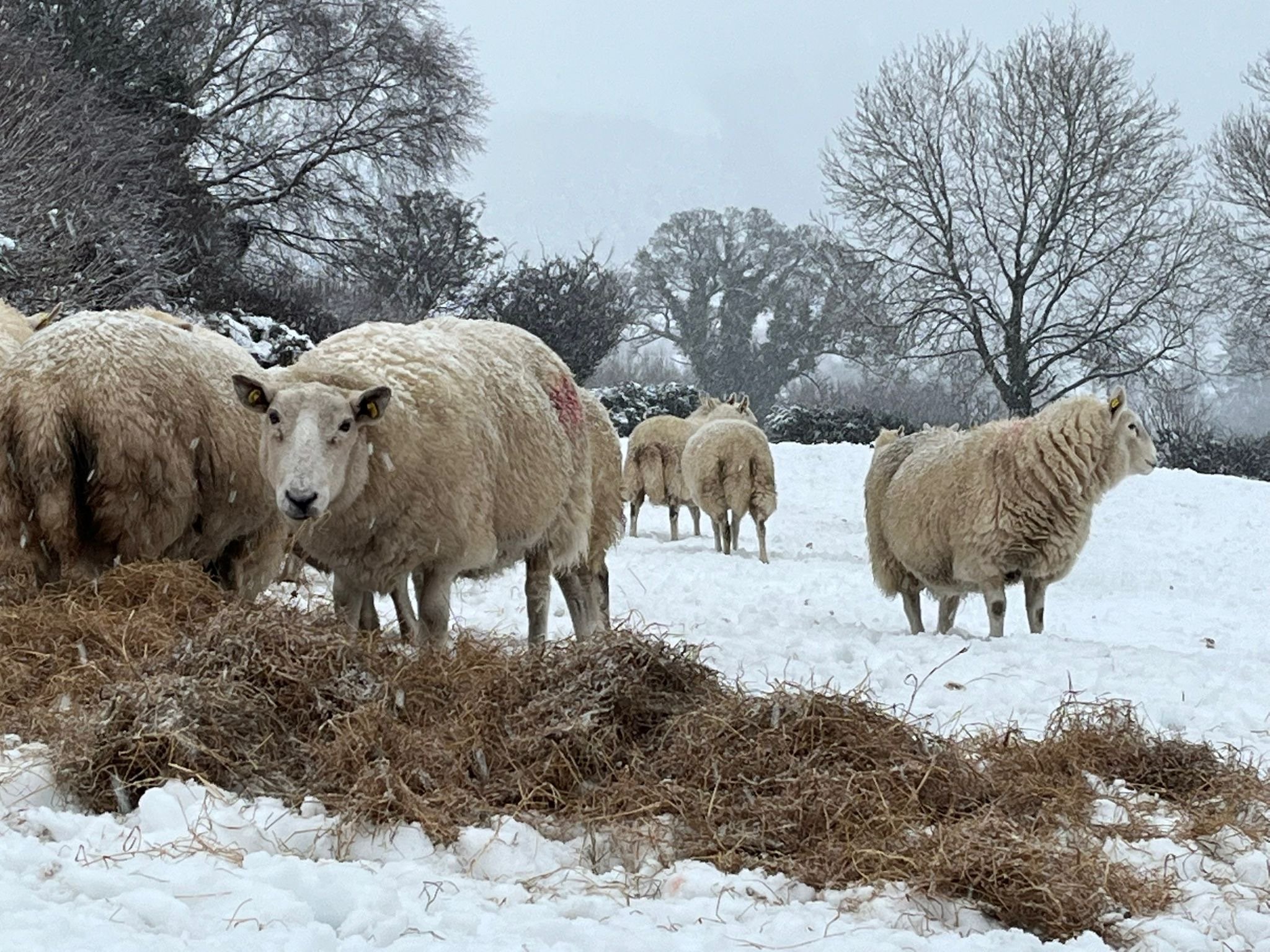 The Weight of Wet Wool