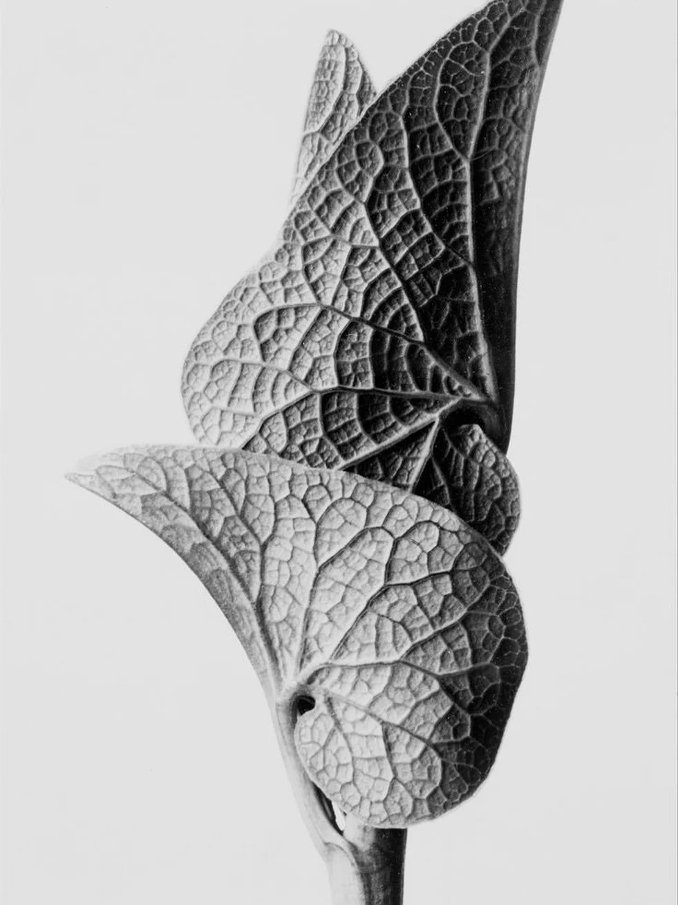 new breathwork group alert 🌱
 NYC Active Breathwork
Friday, April 10 at @souk.studio 
7:45 p.m. - 8:45 p.m.

excited to be back :) tickets in my bio 

Image by Karl Blossfeldt