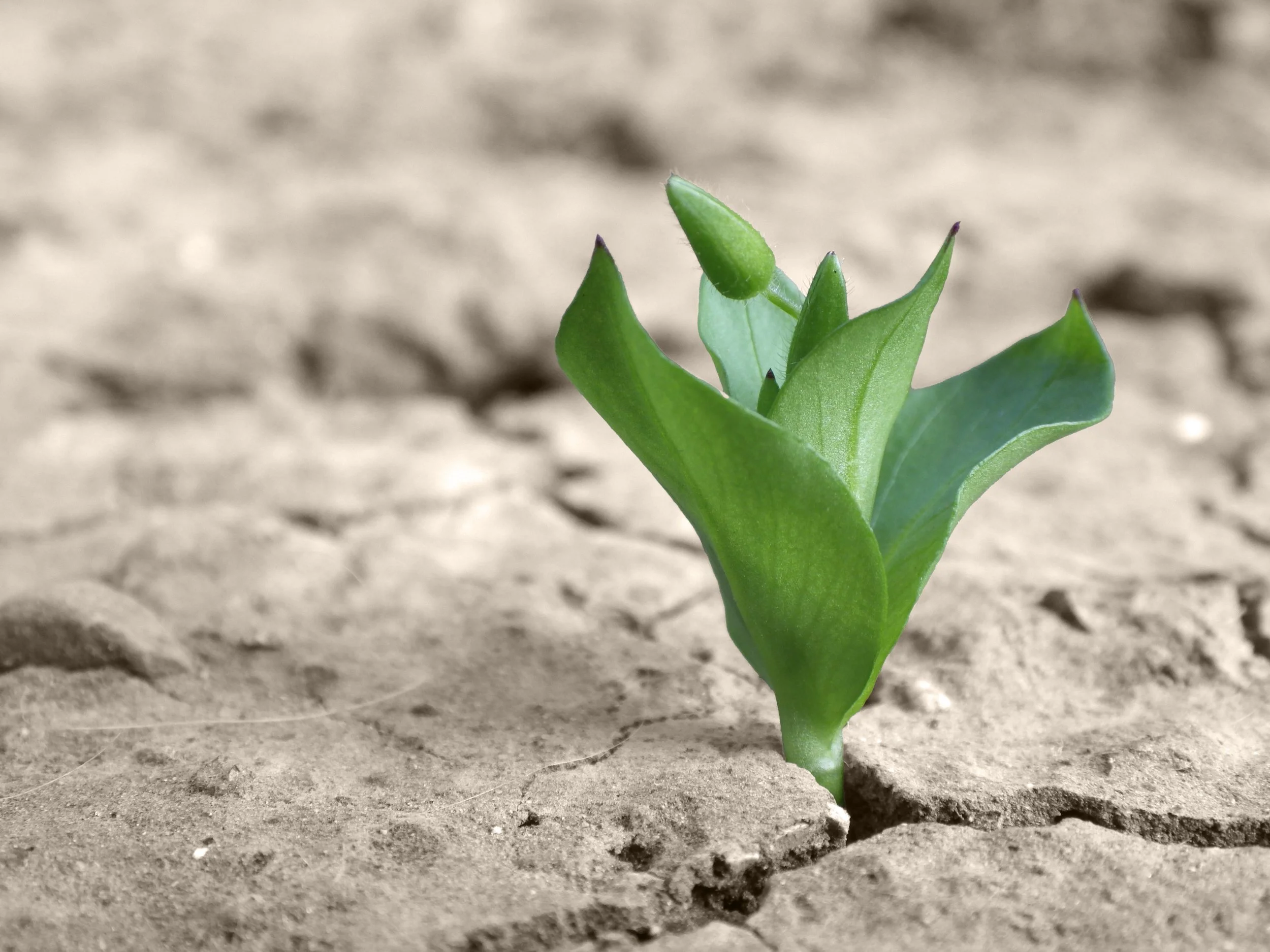 Ein grüner Keimling wächst aus trockener, rissiger Erde