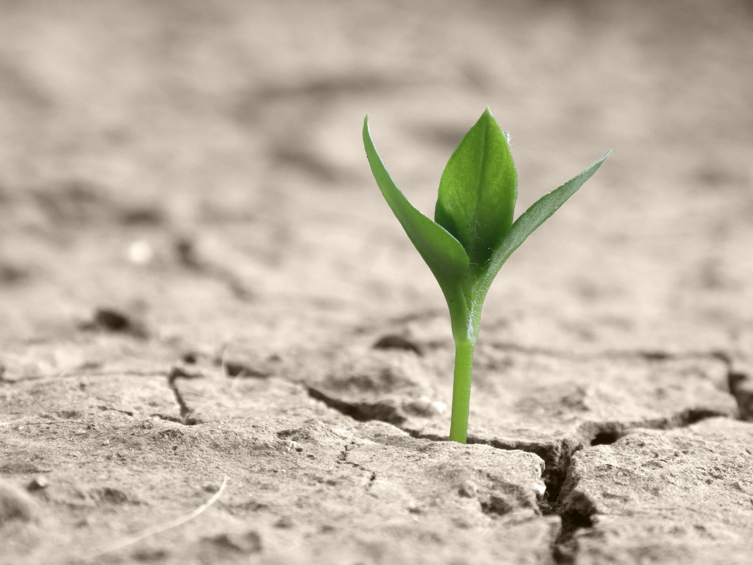 Ein kleines grünes Pflanzenkeimling wächst aus trockener, rissiger Erde.