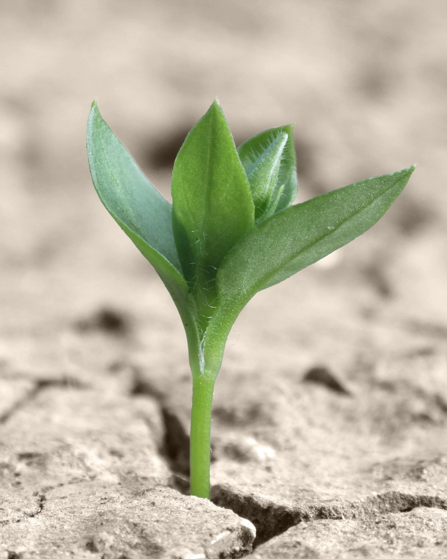 Junge grüne Pflanze wächst aus trockener Erde