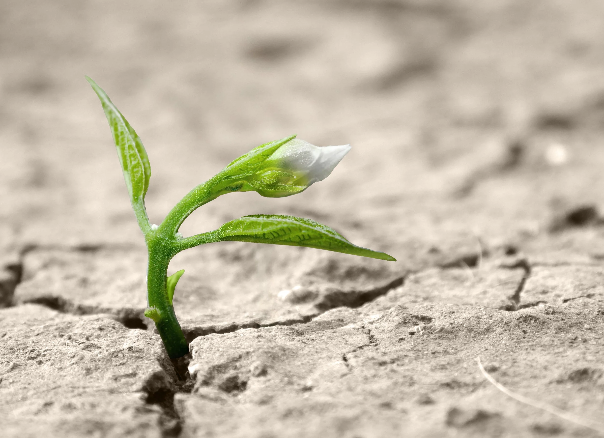 Grünes Pflänzchen mit Blüte auf trockener Erde