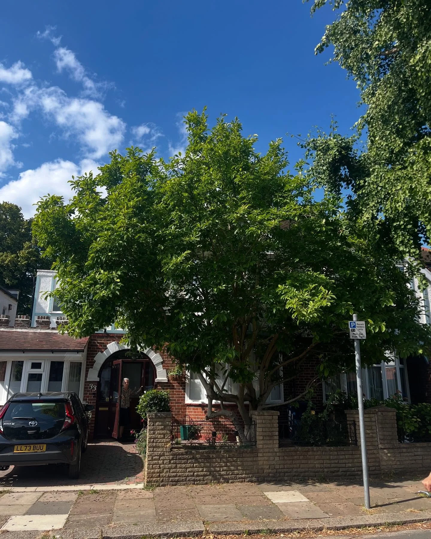Light reduction on a magnolia today #treesurgery #treesurgeon #london #beechboys