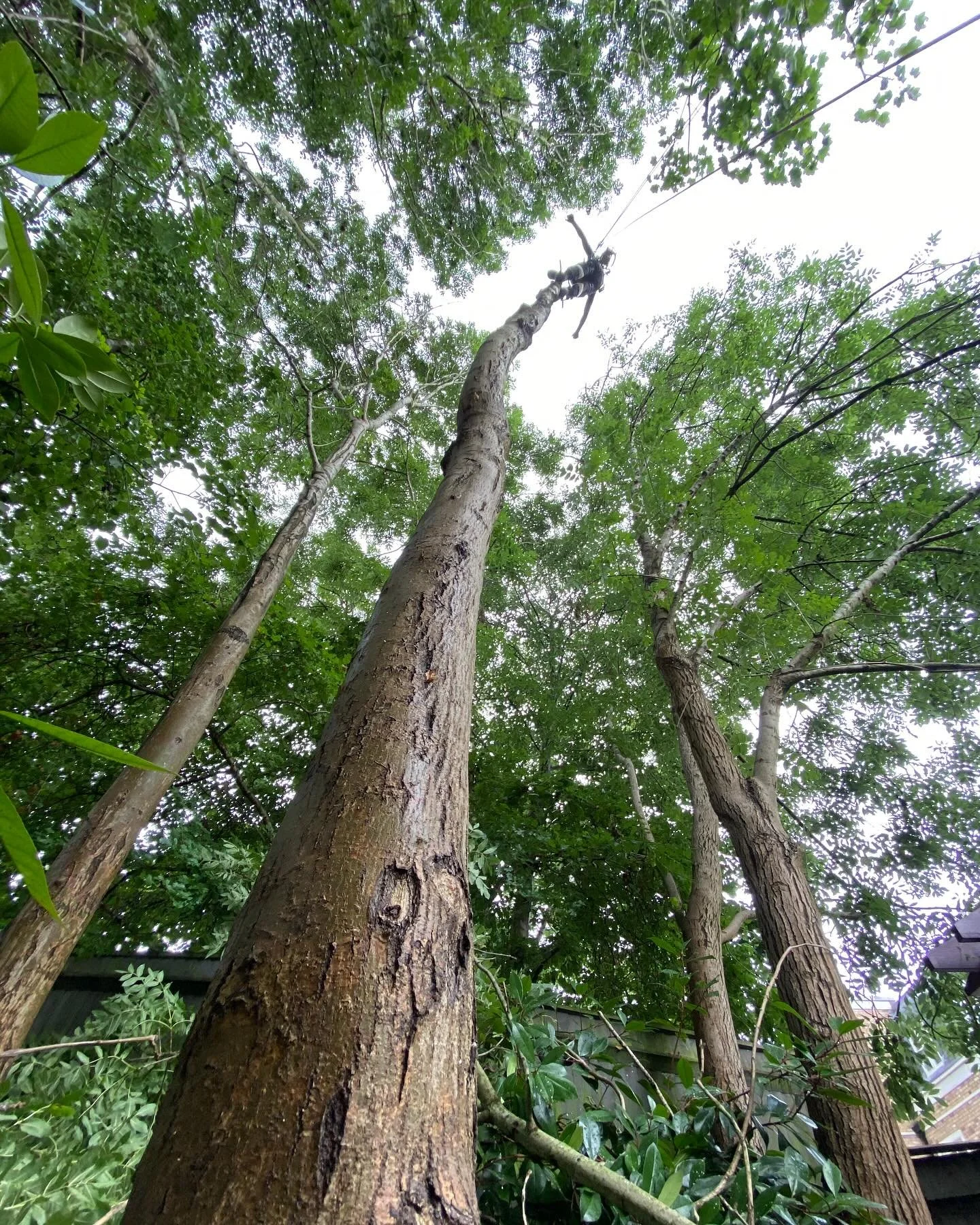 #westlondontreesurgeons #treesurgeon