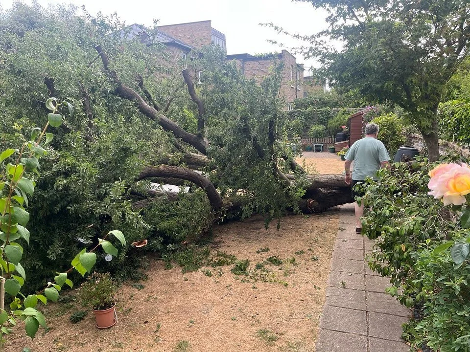 Fallen damson from a few weeks ago. Root system has been rotting away, leading to its collapse during strong winds. #westlondontreesurgeons #treesurgery #treeservice #arborist