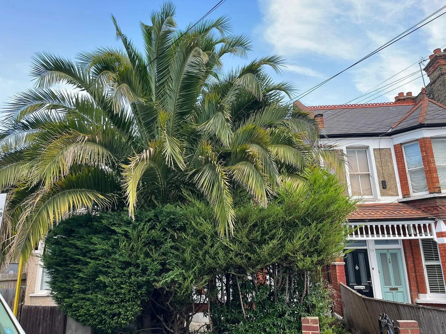 Trimming and tidying of some palms in Streatham #treesurgerylondon #treesurgeonlondon #palmtrimming #thebeechboys #thebeechboystreeservices