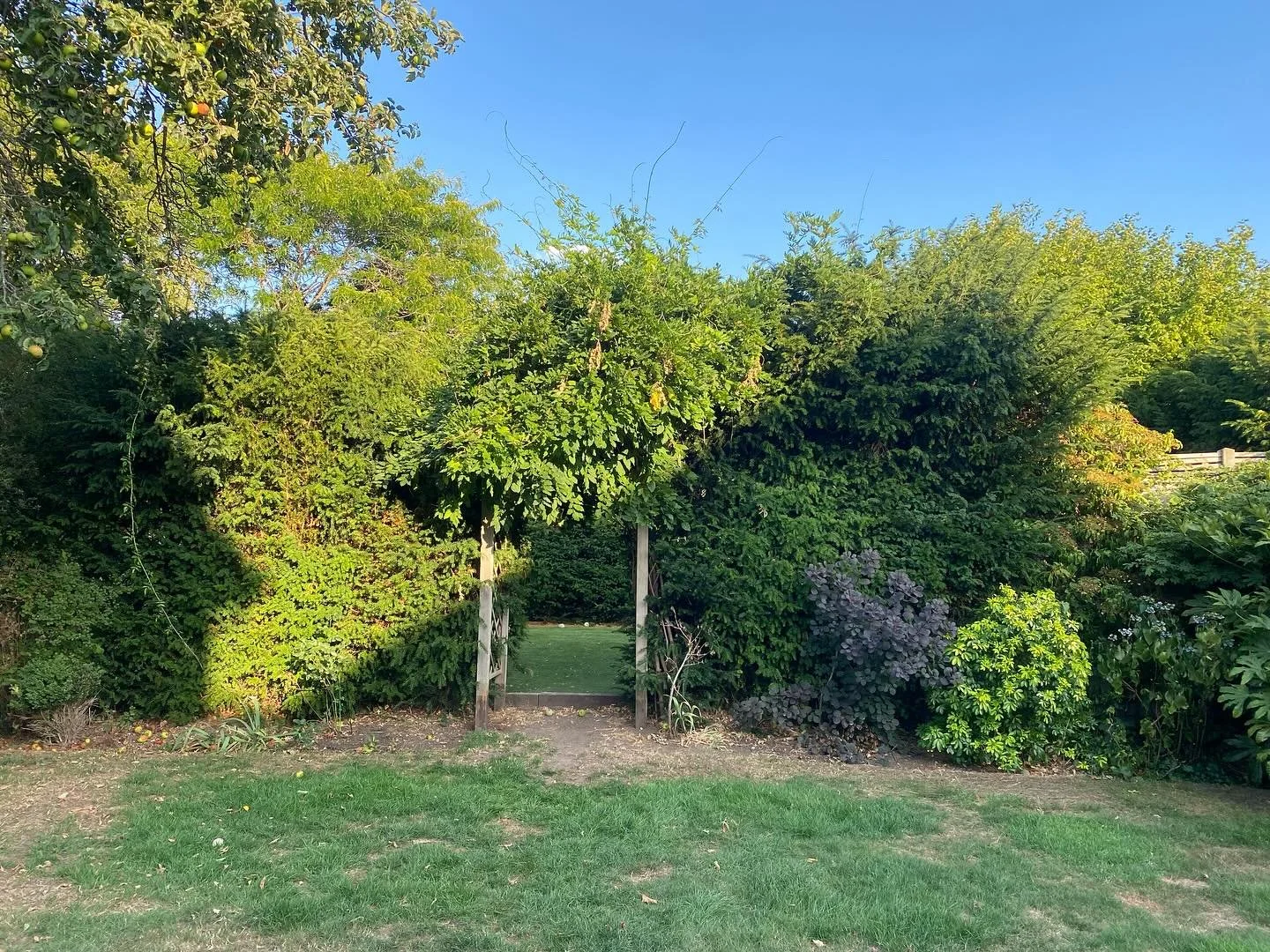 Hedge trimming in Hampton last month ✂️ #treesurgerylondon #treesurgeonlondon #hedgetrimming #thebeechboys #thebeechboystreeservices