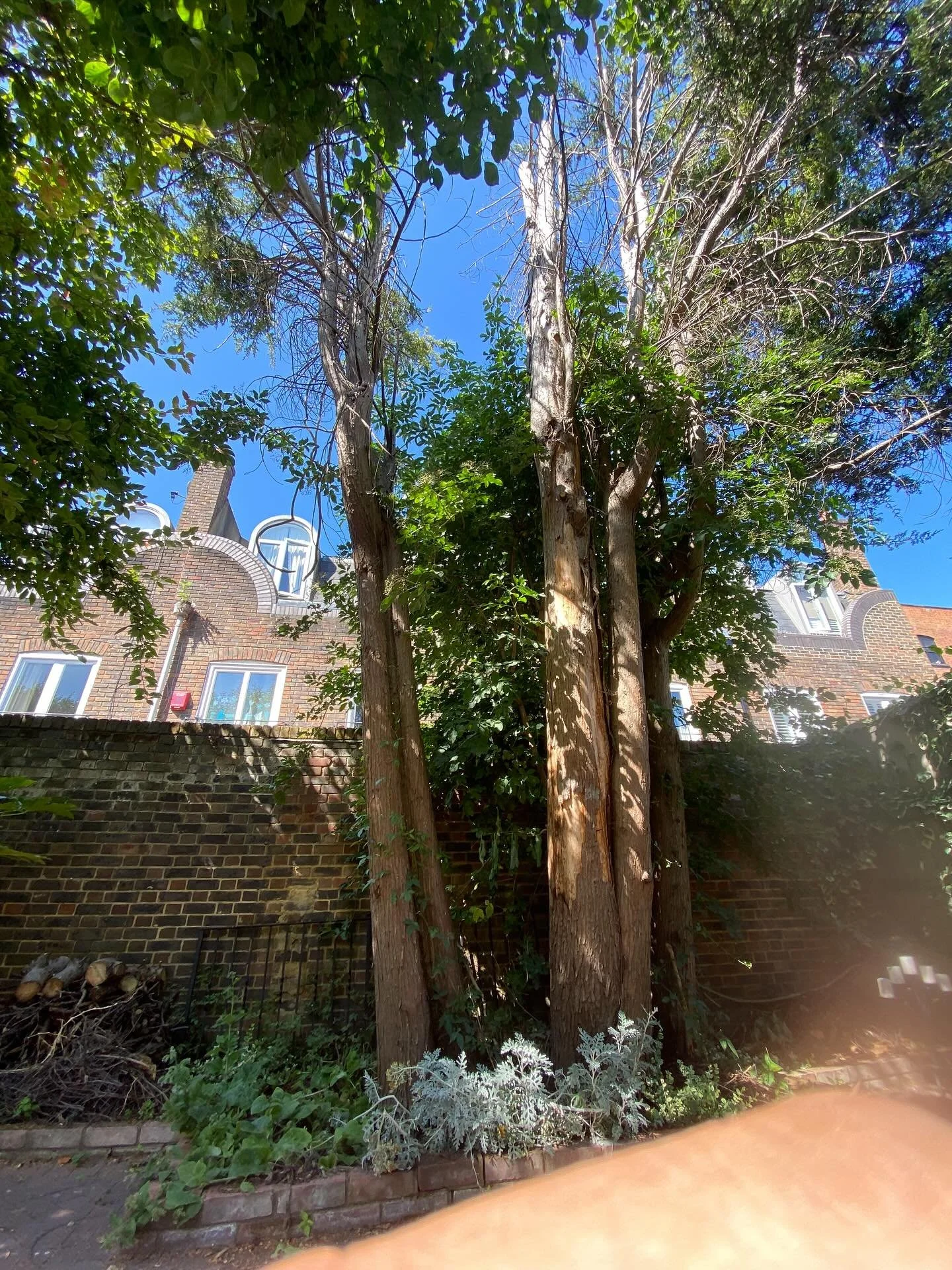 Halfway through conifer removal/pruning in west London #treesurgerylondon #treesurgeonlondon #westlondontreesurgeons #thebeechboys #thebeechboystreeservices