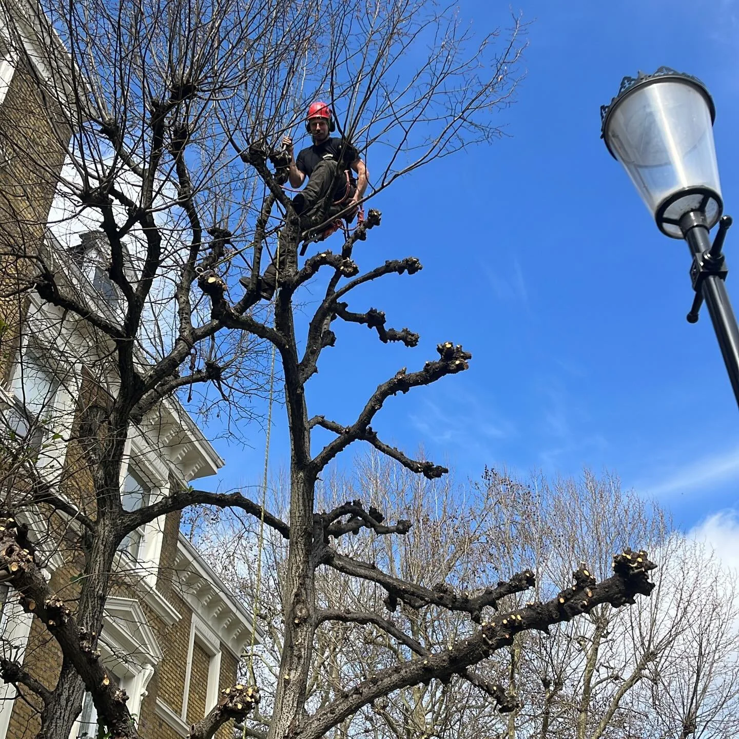 #bluesky #treesurgerylondon #treesurgeonlondon #thebeechboystreeservices