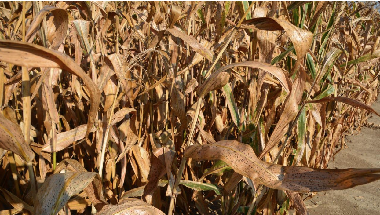 Picture of a dry corn field with corn affected by tarspot