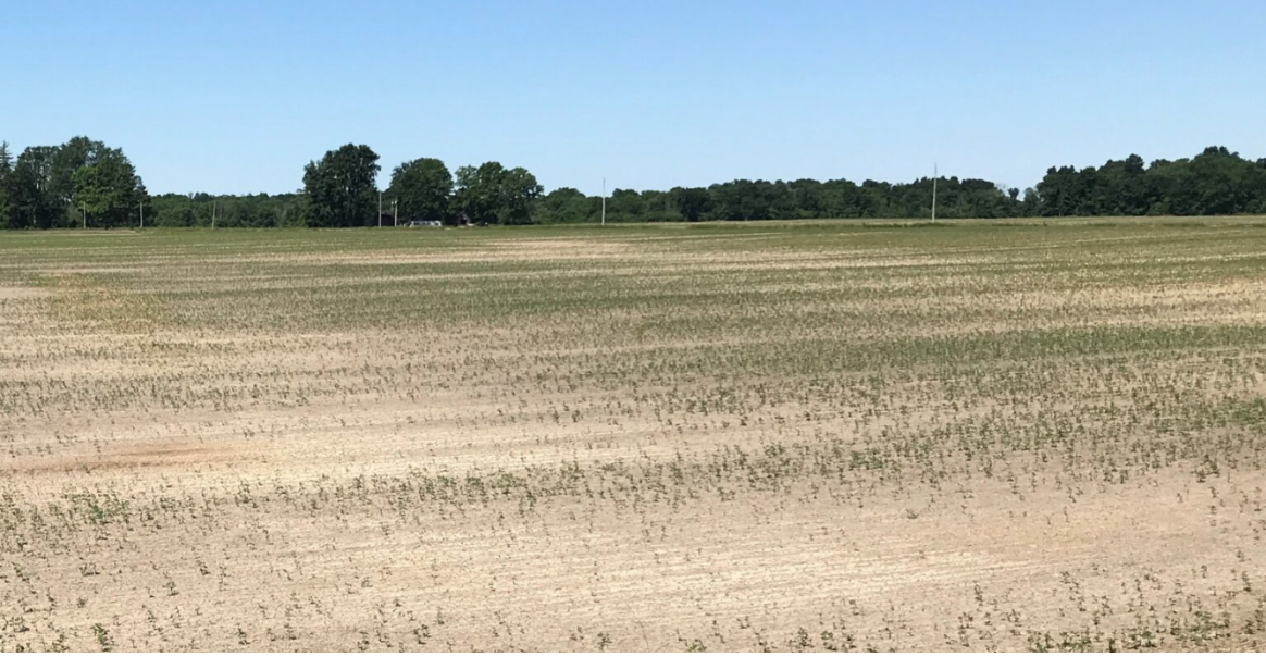 Picture of a sparse soybean field