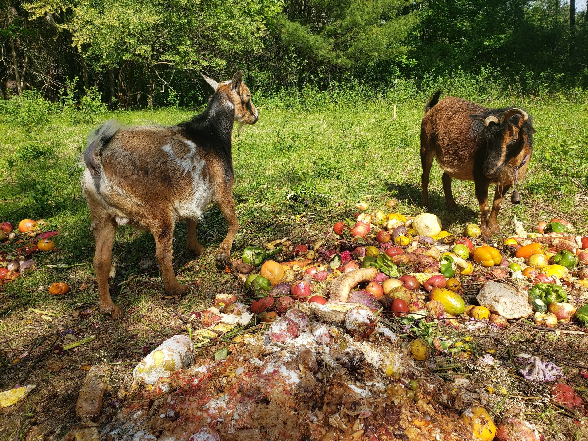 Two goats feeding on a pile of discarded vegetables, including tomatoes, peppers, and gourds, in a grassy, wooded area.