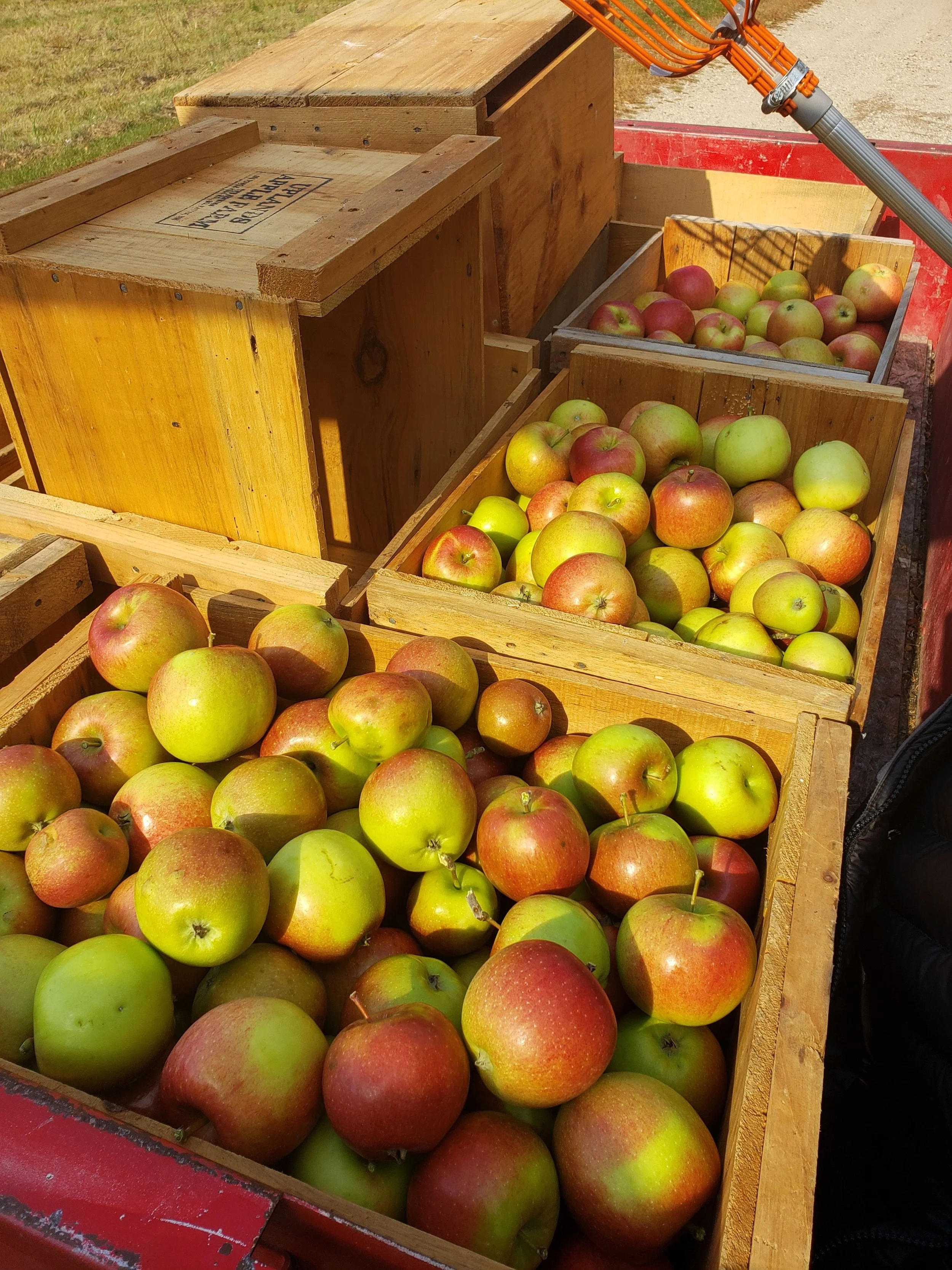 Multiple wooden crates filled with red and green apples on a farm.