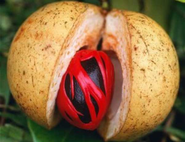 A yellow apple with a red and black ladybug inside, partially visible through a cut in the apple.