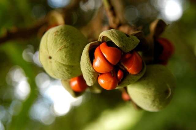 Close-up of a green seed pod with red and black ladybugs on it, hanging on a branch with blurred green and light background.