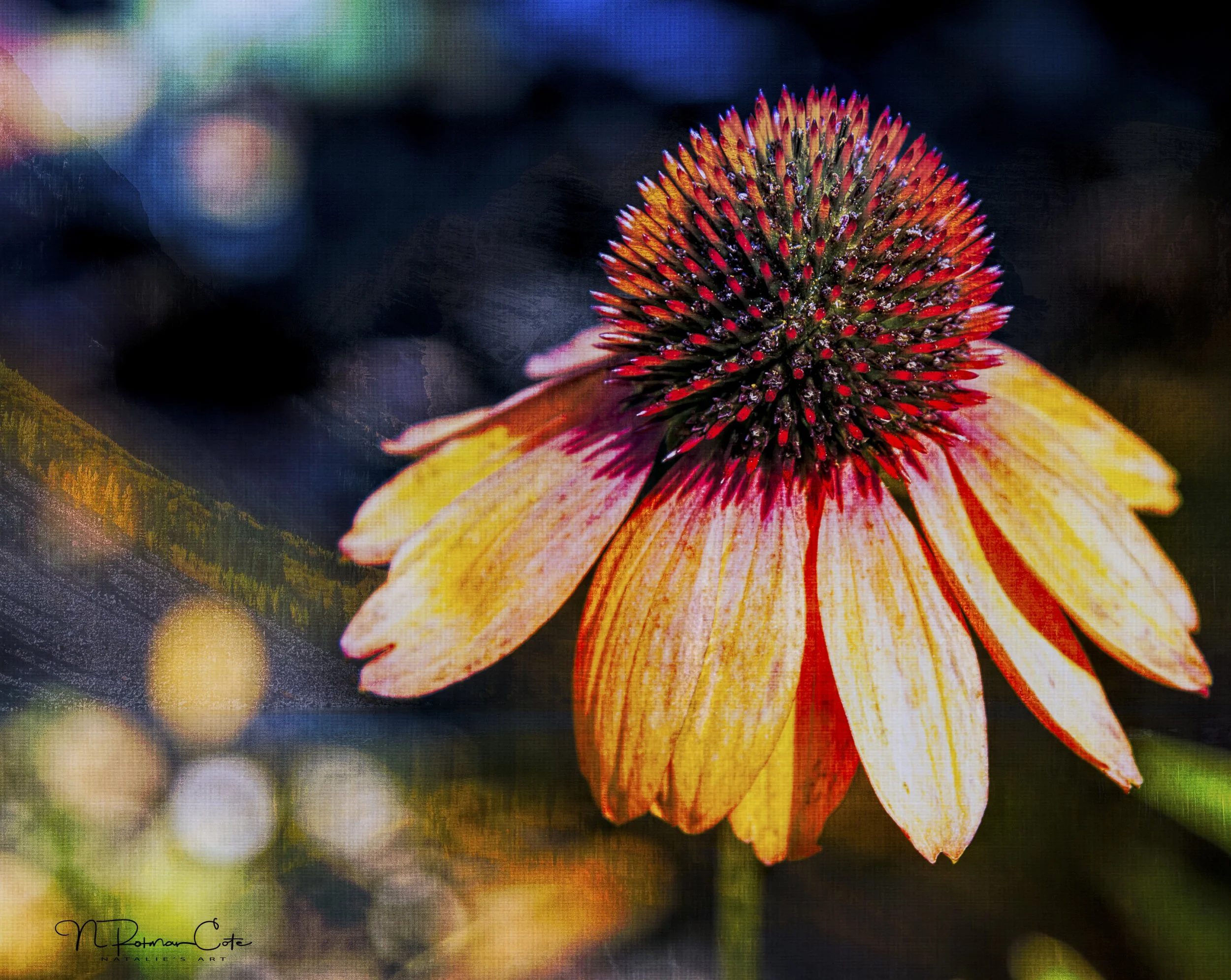 coneflower-natalie-rotman-cote.jpg