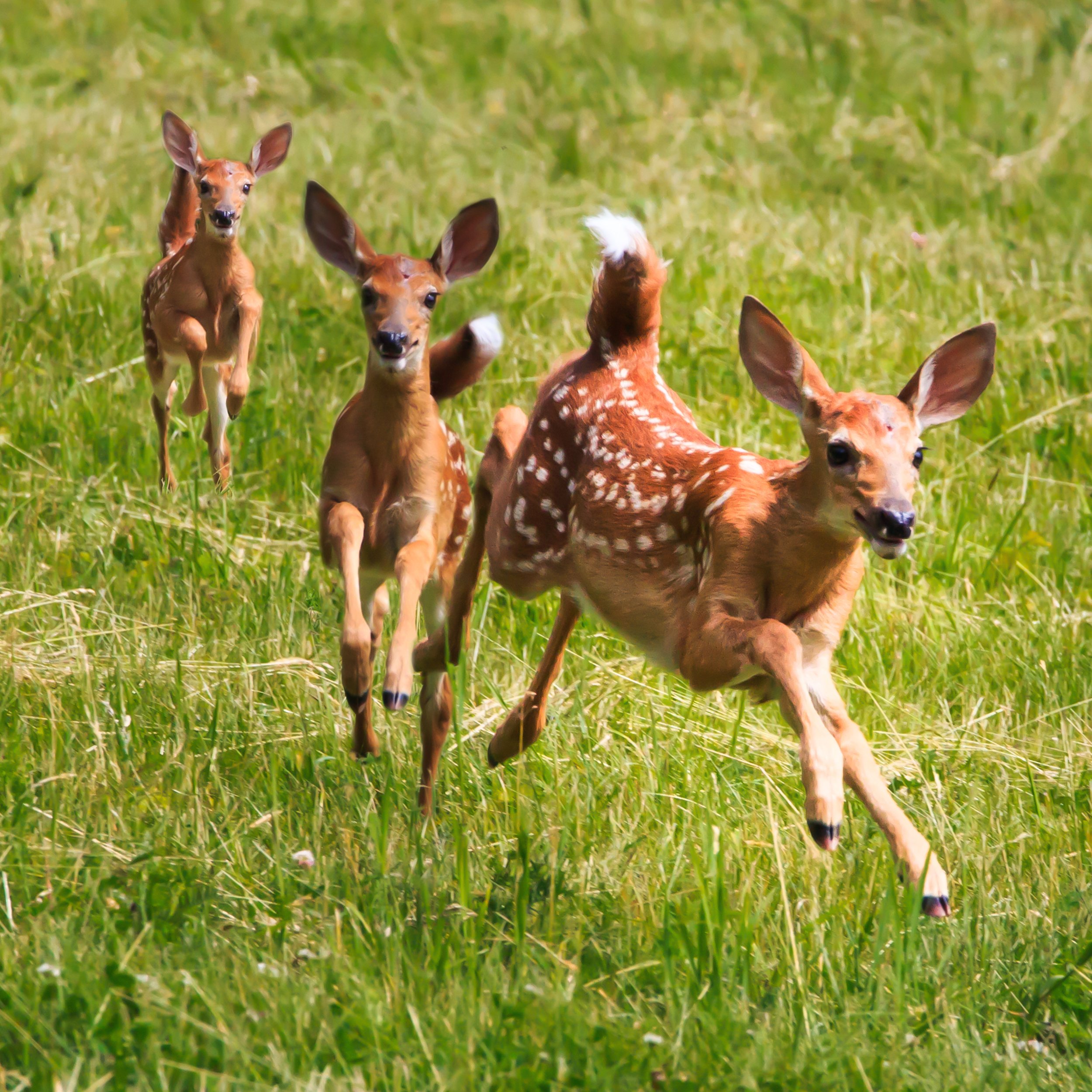running-deer-natalie-rotman-cote.jpg