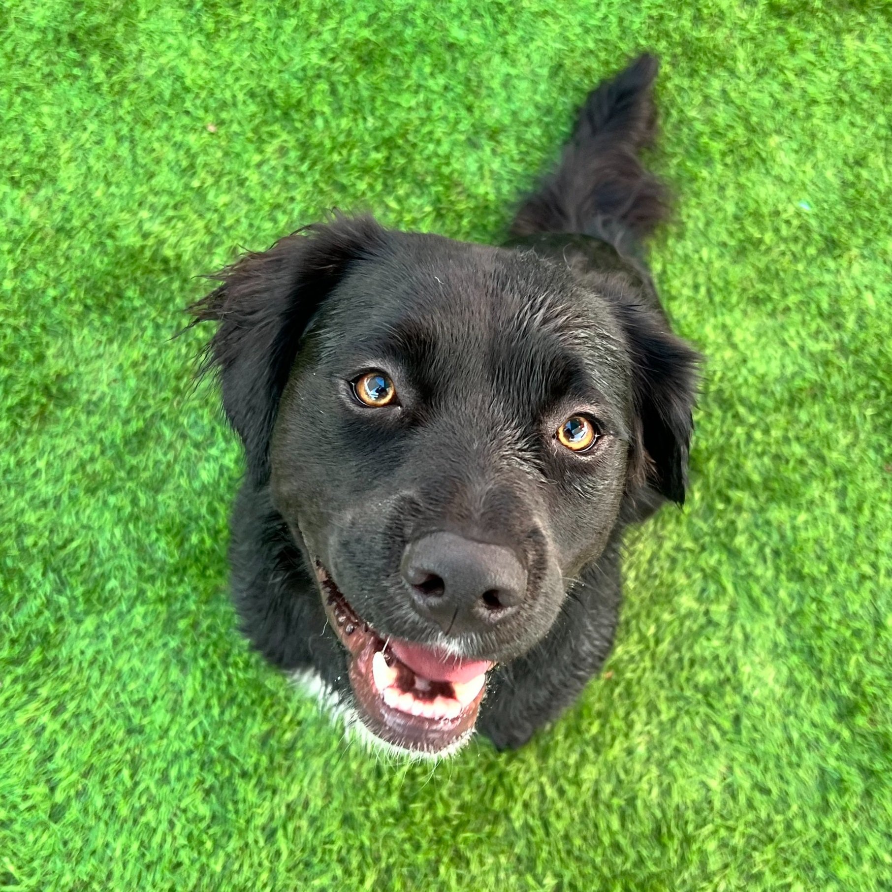 Happy black dog with brown eyes looking up on green grass.
