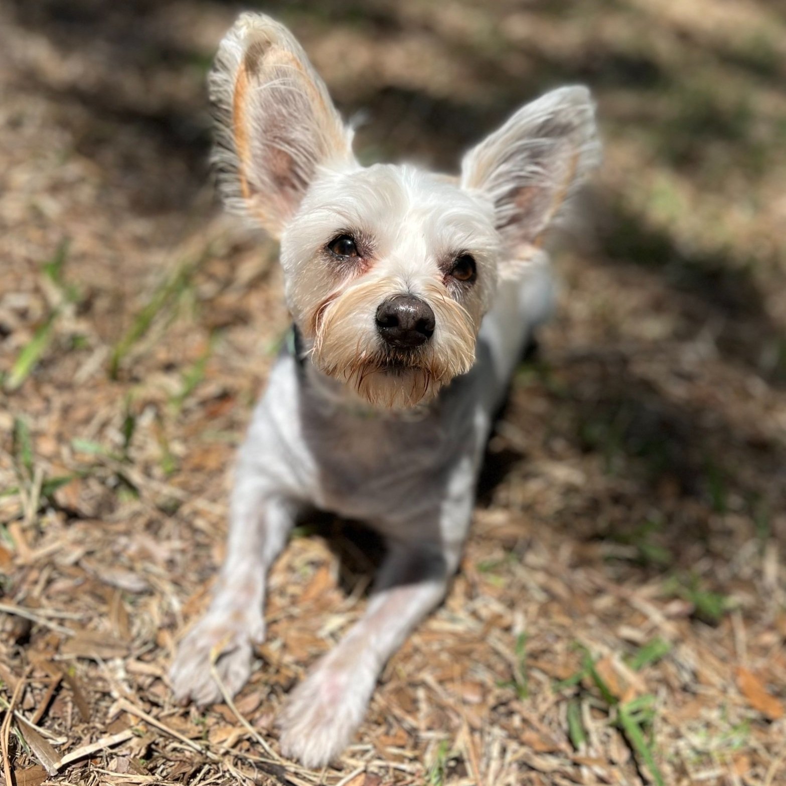 A small dog with light-colored fur, large erect ears, and dark eyes, lying on the ground covered with dry leaves and grass, looking up at the camera.