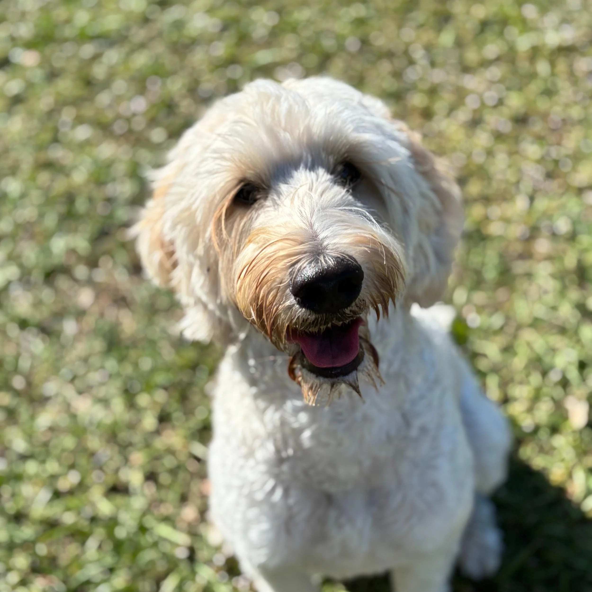 Close-up of a happy, wet, white dog with a black nose and tan markings on its face, sitting on grass outdoors.