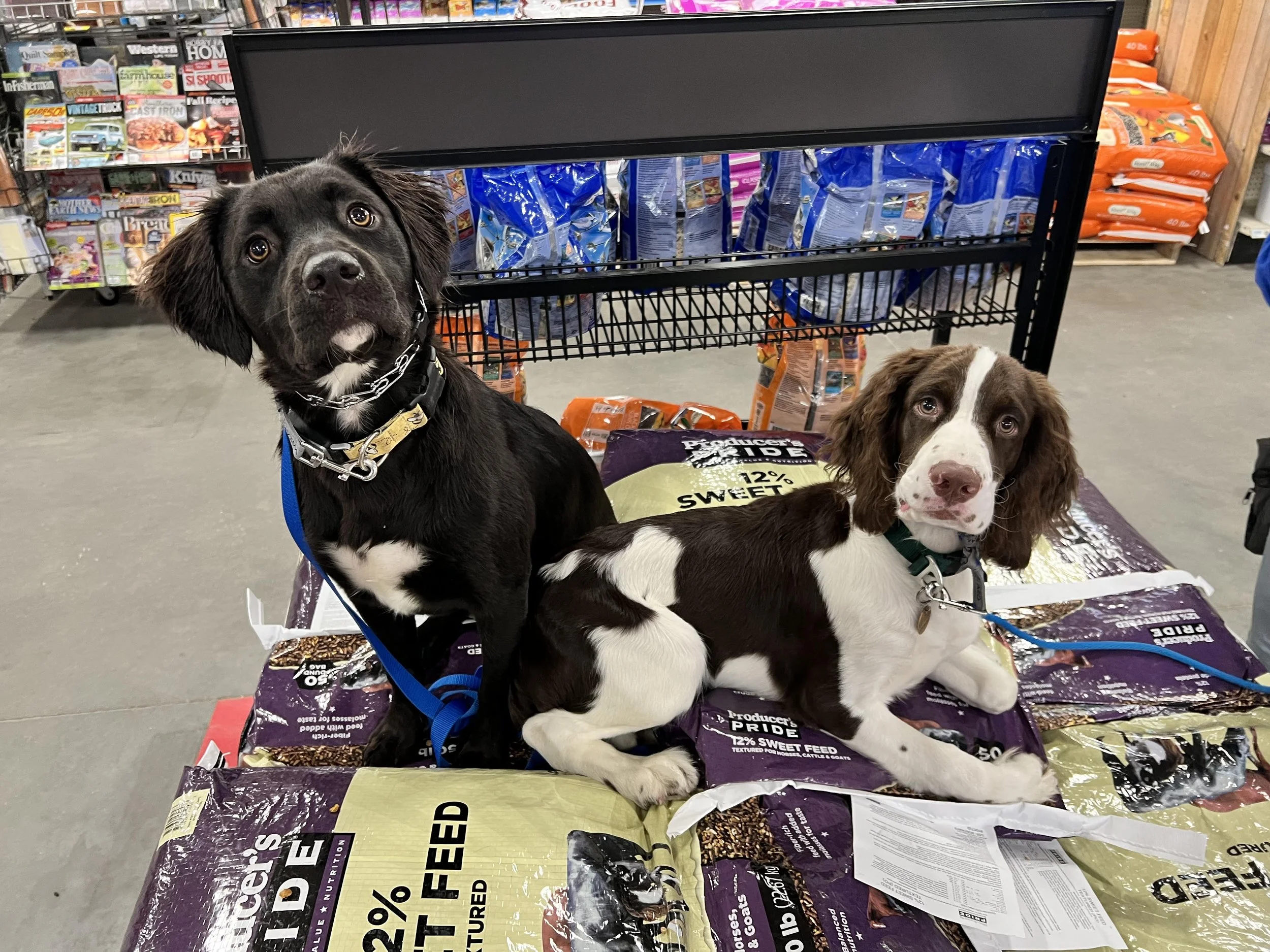 Two dogs sitting on large bags of dog food in a store aisle.