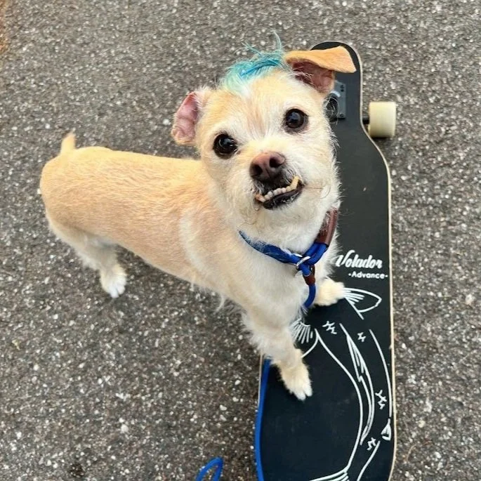 A small dog with a blue streak in its hair standing on a skateboard on a paved surface, with a piece of food or treat near its mouth.