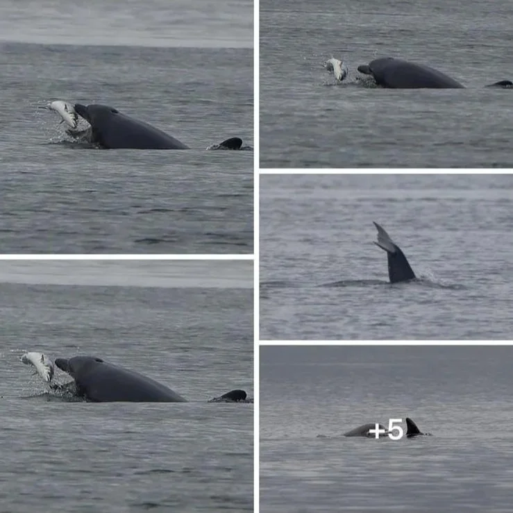 A collage of photos showing a whale breaching and lifting its tail out of the water.