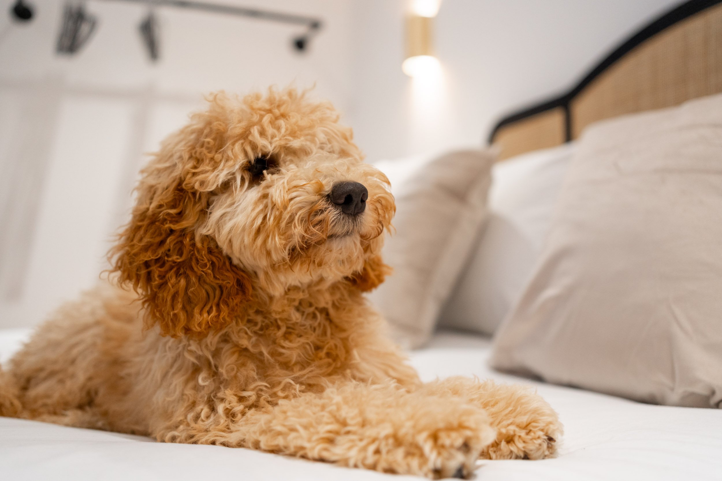 A fluffy beige poodle lying on a bed with white pillows, in a cozy bedroom with soft lighting.