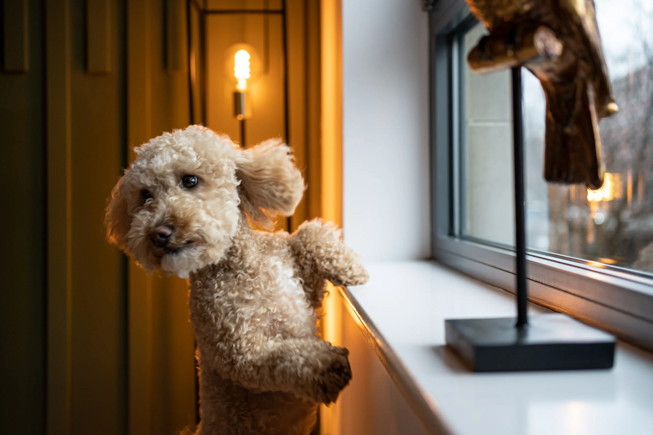 A small curly-haired dog with beige fur standing on a windowsill, looking at the camera. There is a wooden sculpture of a dog's head on the window and a warm light fixture behind the dog.