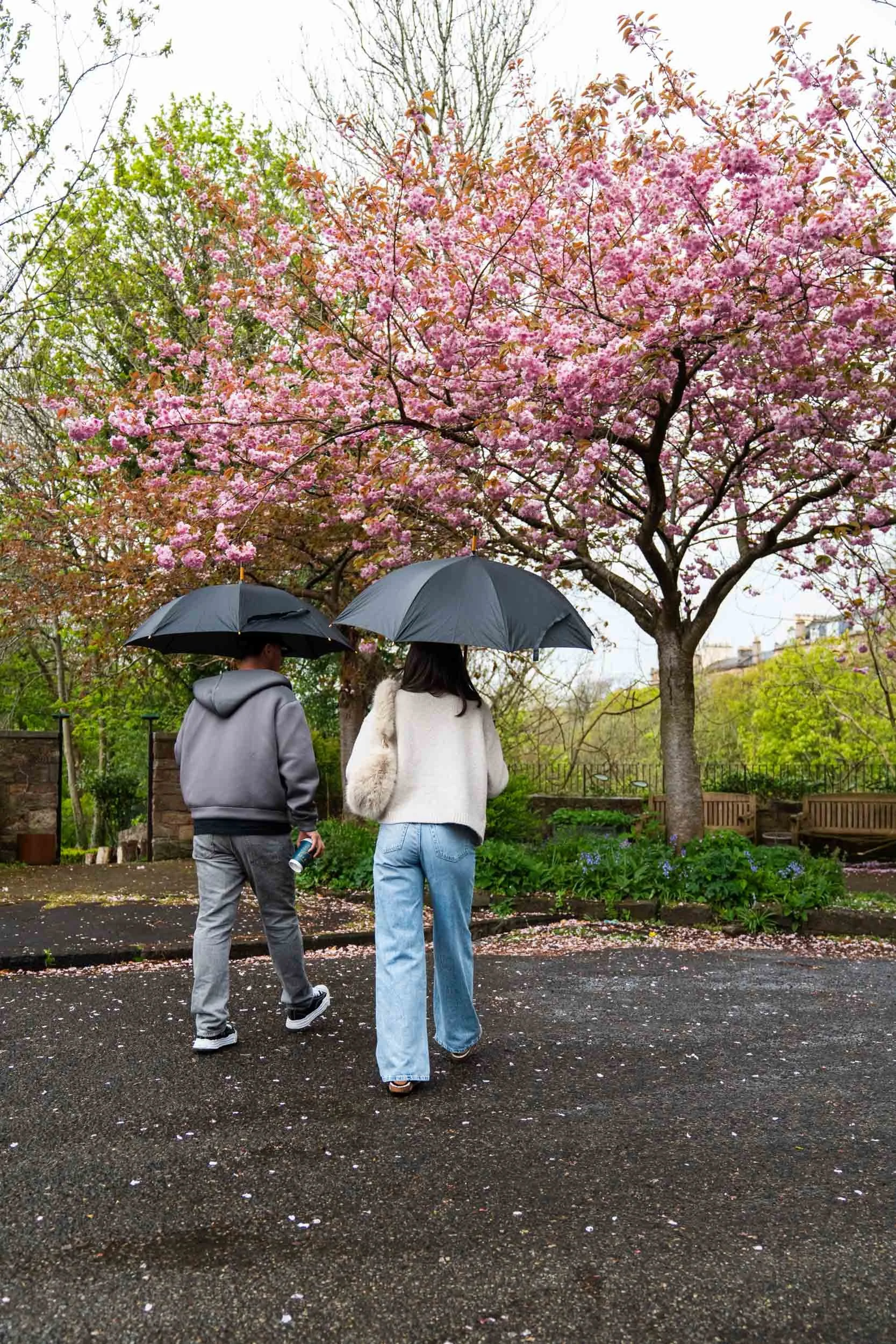Two people walking outdoors with umbrellas under a blossoming pink cherry blossom tree on a rainy day.