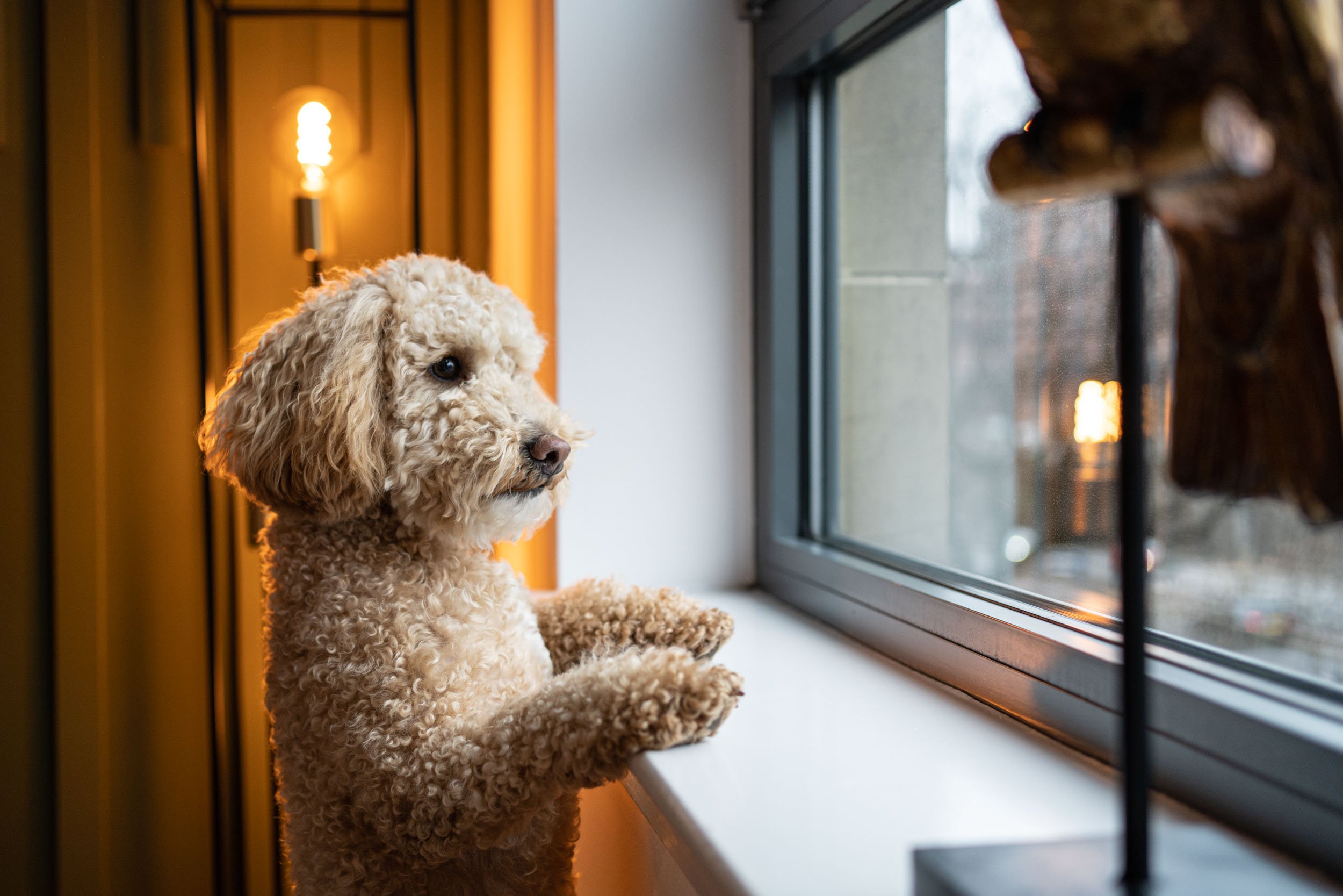 Pets - 003.jpg