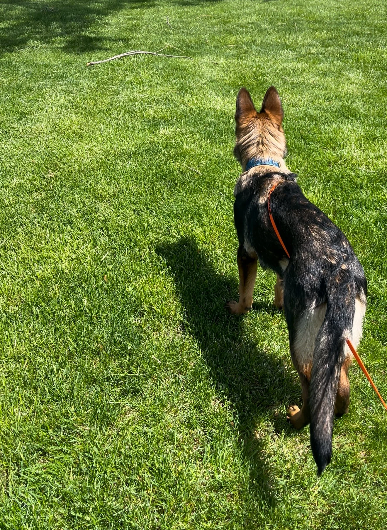 Not All Reactive Dogs Bark and Lunge: Understanding Fight, Flight, Freeze, and Fawn