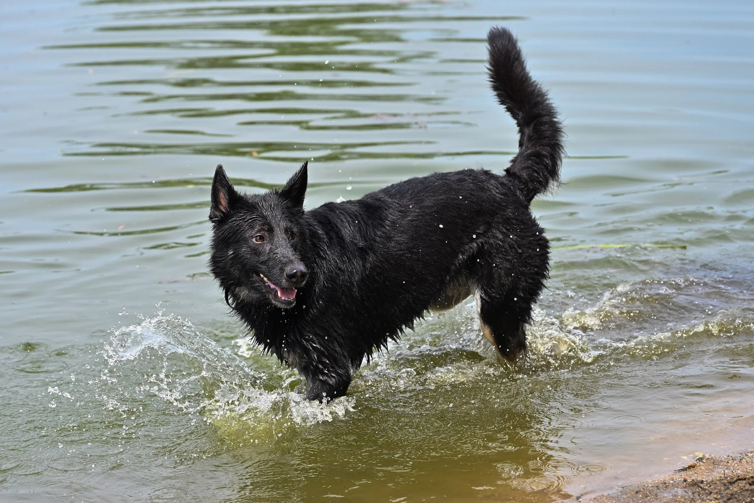 What Does “Impulse Control” Really Mean for Dogs?