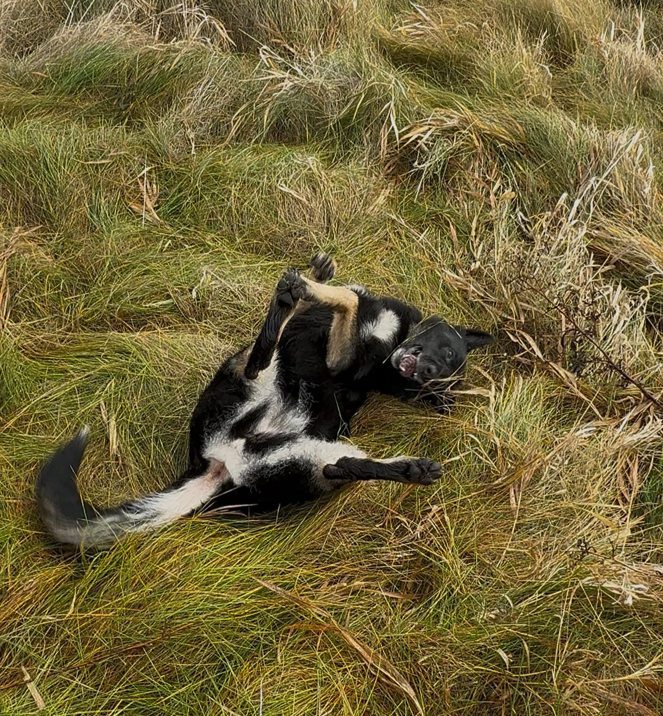 The Dogs They Are Becoming