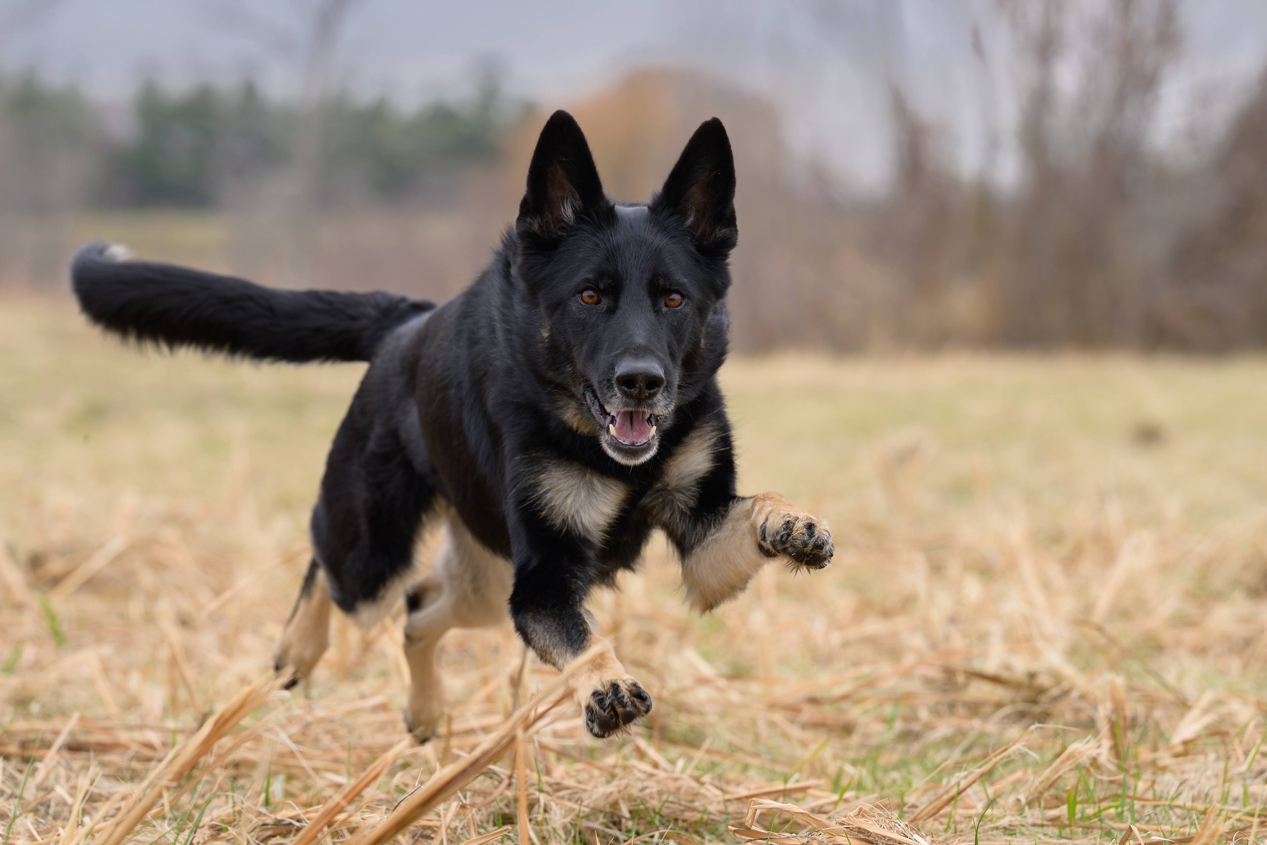 If We Stopped Tomorrow: A Welfare-First Perspective on Dog Sports