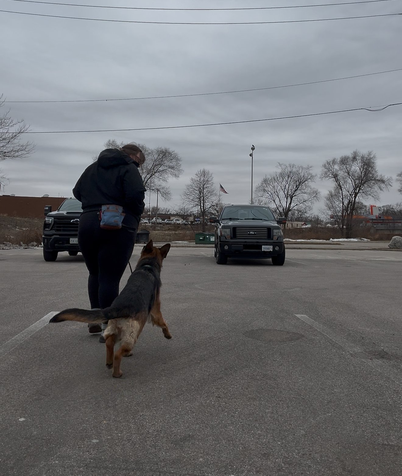 Loose Leash Walking: The Whole Picture