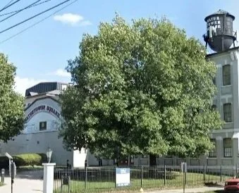 A large green tree in front of a white industrial-style building with a water tower on top, surrounded by a black fence.