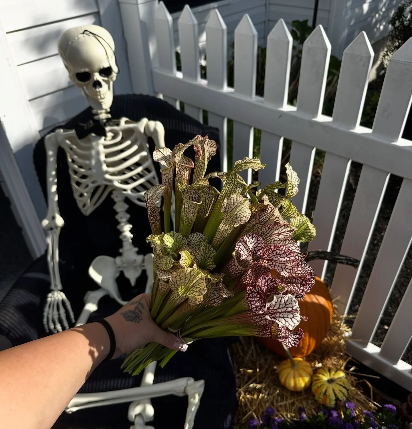 Sarracenia doing what she does best - bringing the drama.
Moody. Sculptural. A little dangerous in the best way 🖤