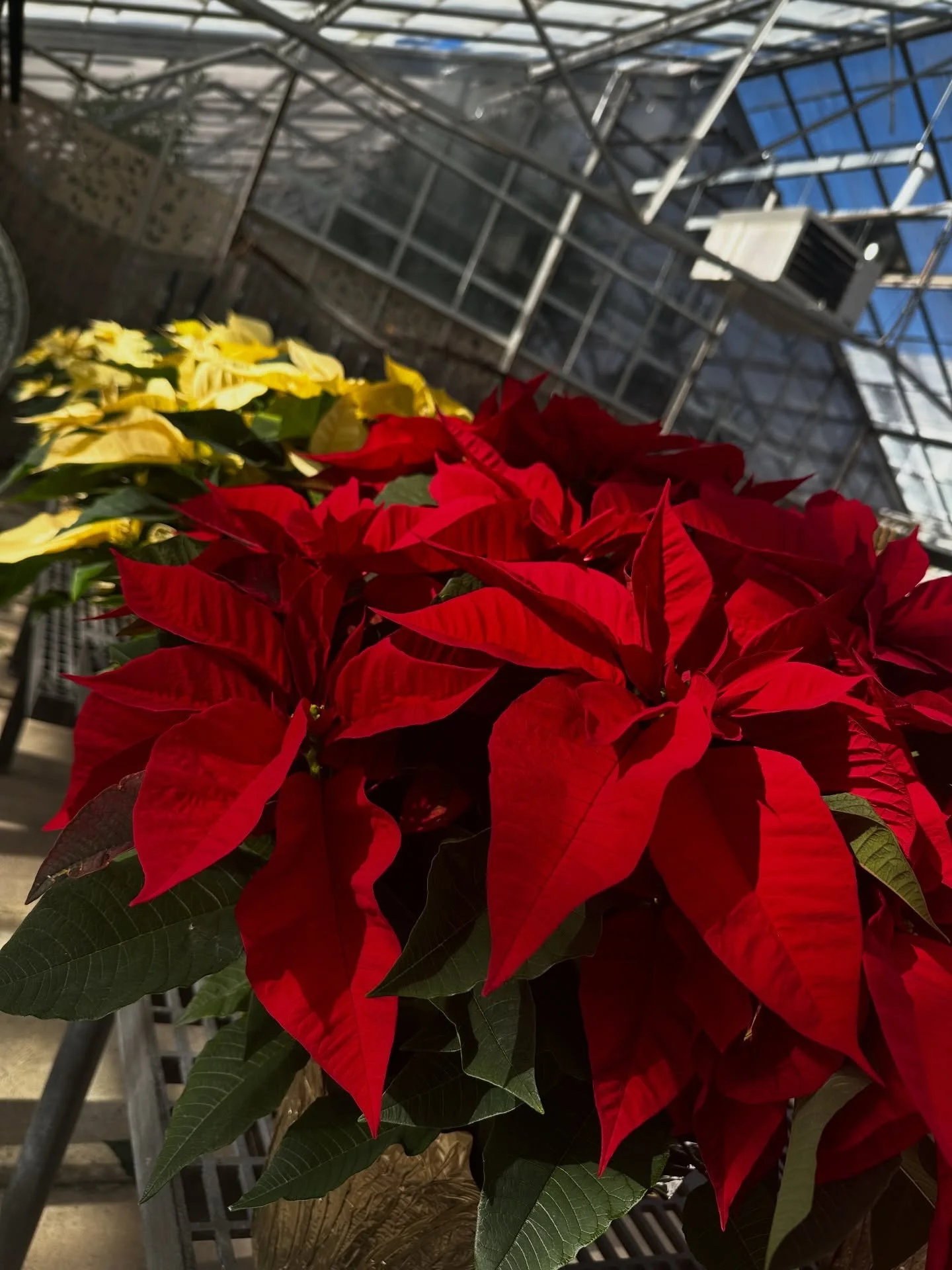 These little red beauties are showing off this season and we&rsquo;re not mad about it. 🌿😉