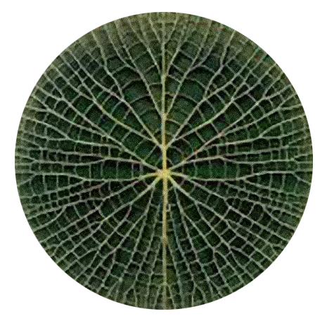 Circular close-up of a leaf's radiating vein pattern, used as the central visual for HYPATIA's Serat production process infographic.
